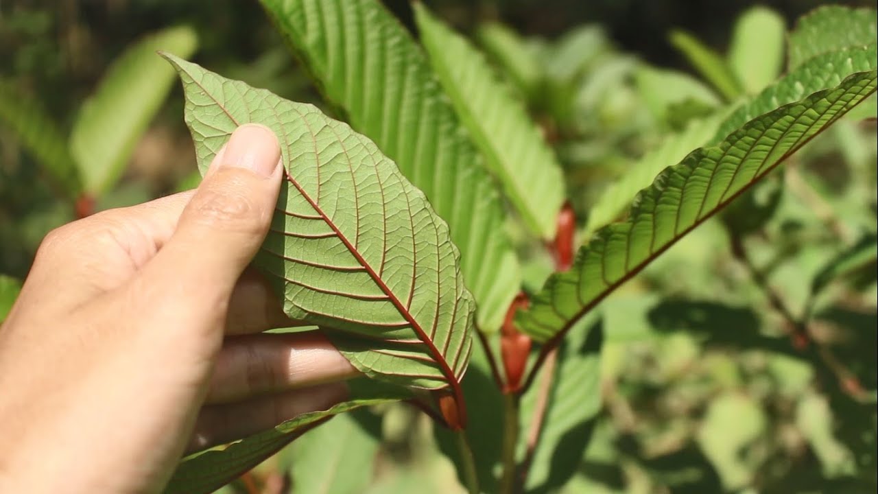 
high quality red borneo kratom